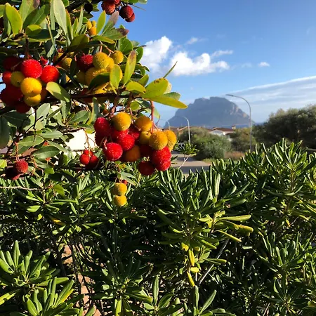 Villa Casa Del Mare Porto San Paolo (Sardinia)